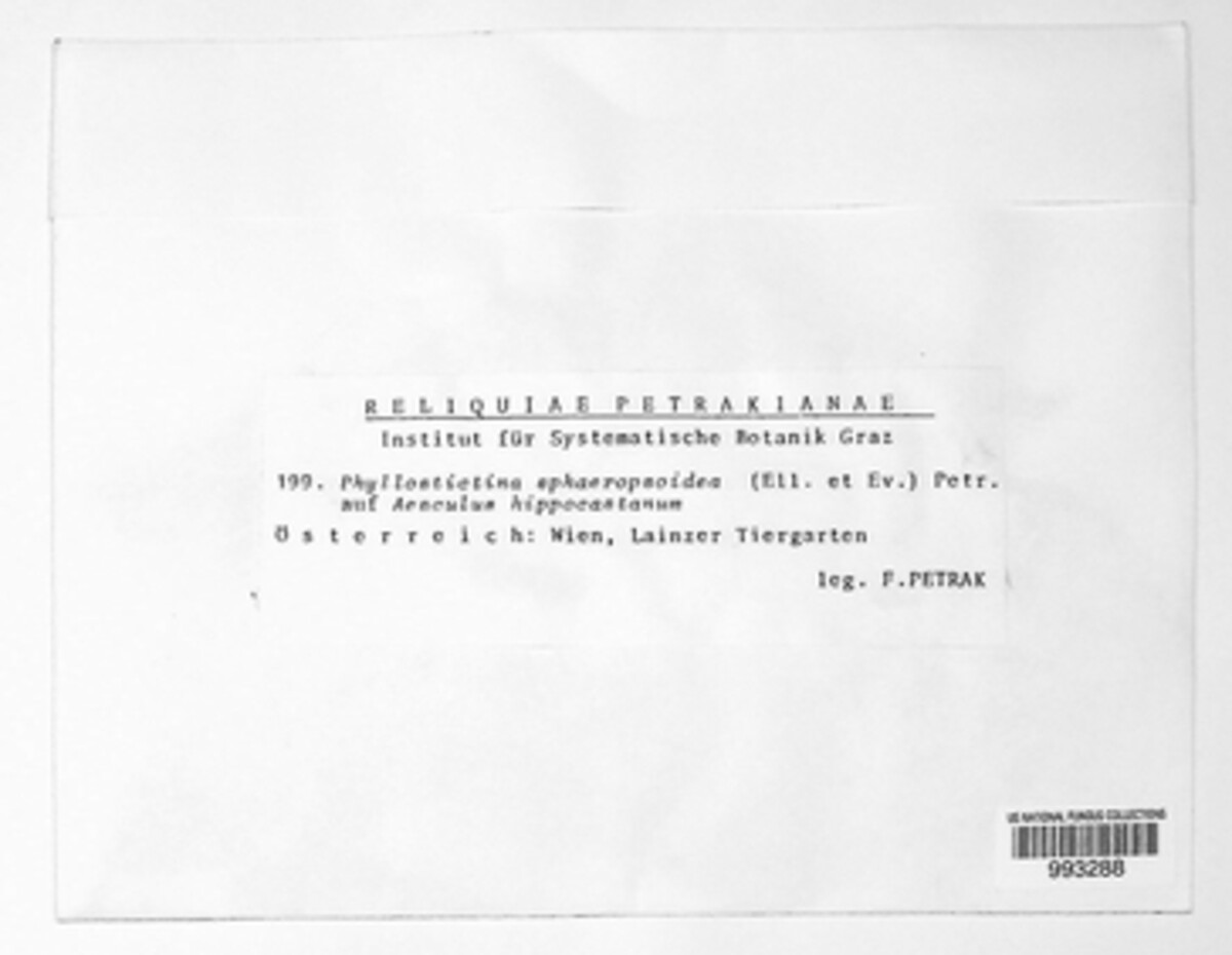 Phyllosticta paviae image